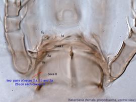  Fig. 6.  Bakerdania  female propodosoma, ventral view.
