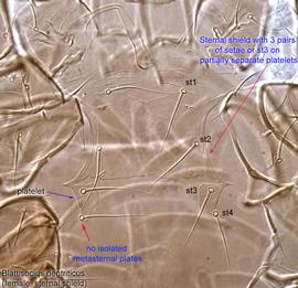  Fig. 6.  Blattisocius dentriticus  female sternal shield region. 