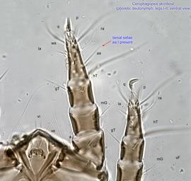  Fig. 6.  Cerophagopsis skorikovi  phoretic deutonymph legs I-II, ventral view. 