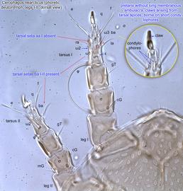  Fig. 6.  Cerophagus nearcticus  phoretic deutonymph legs I-II, dorsal view. 