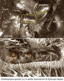  Fig. 6.  Cheletophyes apicola  phoretic females in axillar acarinarium of  Xylocopa latipes;  SEM photo by Barry OConnor, University of Michigan. 