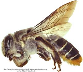  Fig. 6. Bee  Ctenocolletes albomarginatus  showing tergal acarinaria under metasomal tergites T3 and T4 (outlined). 