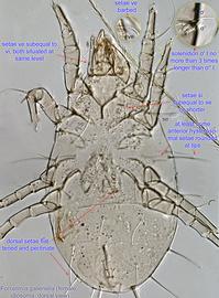  Fig. 6.  Forcellinia galleriella  female idiosoma, dorsal view. 