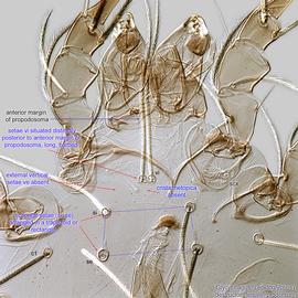  Fig. 6.  Glycyphagus (Lepidoglyphus) destructor  female prodorsum. 