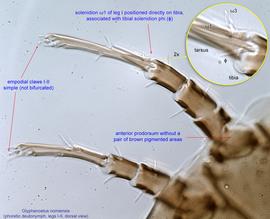  Fig. 6.  Glyphanoetus nomiensis  phoretic deutonymph legs I-II, dorsal view. 