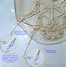  Fig. 6.  Histiostoma feroniarum  phoretic deutonymph legs III-IV, ventral view. 