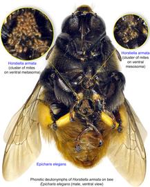  Fig. 18. Phoretic deutonymphs of  Horstiella armata  on bee  Epicharis elegans  male, ventral view; photo by Lindsey Seastone & Laura Hartmann, ITP. 