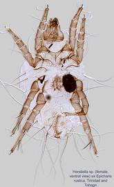  Fig. 6.  Horstiella  sp. (ex  Epicharis rustica , Trinidad and Tobago) female, ventral view. 
   