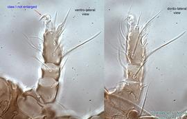  Fig. 6.  Imparipes  sp. (ex  Nomia nortoni ) female leg I. 