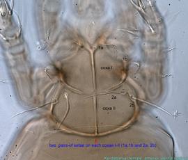  Fig. 6.  Kerdabania  female propodosoma, ventral view. 