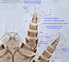  Fig. 6.  Lasioacarus morsei  phoretic deutonymph legs I-II, dorsal view. 