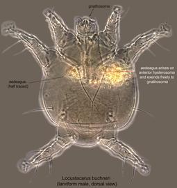  Fig. 6.  Locustacarus buchneri  larviform male, dorsal view; phase contrast. 