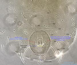  Fig. 6.  Melichares agilis  female, posteroventral region. 