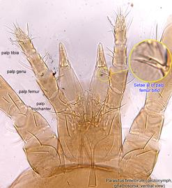  Fig. 6.  Parasitus fimetorum  deutonymph gnathosoma, ventral view. 