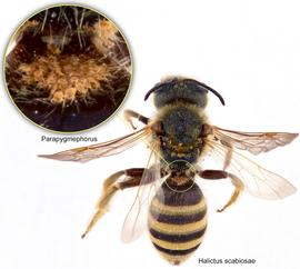  Fig. 8. Bee  Halictus scabiosae  with phoretic females of  Parapygmephorus;  photo by Lindsey Seastone & Laura Hartmann, ITP. 