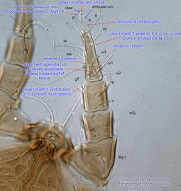  Fig. 6.  Saproglyphus  sp. (ex  Osmia aquilonaria ) phoretic deutonymph leg I, dorsal view .  