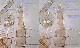  Fig. 6.  Tortonia quadridens  female leg I. 