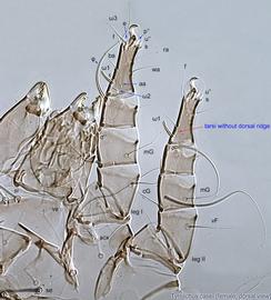  Fig. 6.  Tyrolichus casei  female legs I-II, dorsal view. 