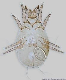  Fig. 7.  Acarus siro  female, ventral view. 