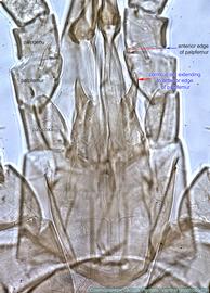  Fig. 7.  Cosmolaelaps vacuus  female gnathosoma. 