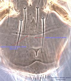  Fig. 7.  Bakerdania  female hysterosoma, ventral view. 