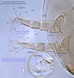  Fig. 7.  Cerophagus nearcticus  phoretic deutonymph legs III-IV, lateral view. 