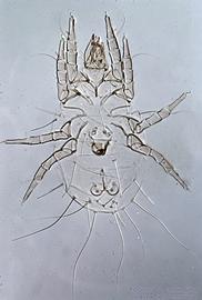  Fig. 7.  Forcellinia  sp. (ex  Tapinoma sessile ) male, dorsal view. 