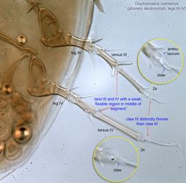  Fig. 7.  Glyphanoetus nomiensis  phoretic deutonymph legs III-IV, ventral view. 