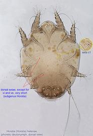  Fig. 7.  Horstia   (  Horstia  )   helenae  phoretic deutonymph, dorsal view; bright field. 