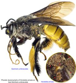  Fig. 19. Phoretic deutonymphs of  Horstiella armata  on bee  Epicharis umbraculata  male; photo by Lindsey Seastone & Laura Hartmann, ITP. 