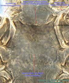  Fig. 7.  Hypoaspis  sp.n. (ex  Tetragonula pagdeni ) female sternal shield. 