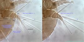  Fig. 7.  Imparipes  sp. (ex  Nomia nortoni ) female leg IV. 