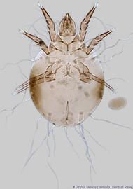  Fig. 7.  Kuzinia laevis  female, ventral view. 