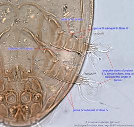  Fig. 7.  Lasioacarus morsei  phoretic deutonymph, ventral view and legs III-IV, lateral view. 