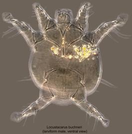  Fig. 7.  Locustacarus buchneri  larviform male, ventral view; phase contrast. 