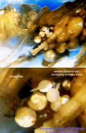  Fig. 7. Pupa of  Hoplitis albifrons  heavily parasitized by  Pyemotes  sp. Many physogastric females of mites are visible; photo by Barry OConnor, University of Michigan. 