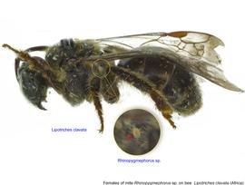  Fig. 7. Females of mite  Rhinopygmephorus  sp. on bee  Lipotriches clavata  from Africa. 