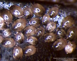  Fig. 19. Phoretic deutonymphs of  Sancassania  sp. on host  Pelidnota punctata . 