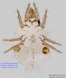  Fig. 7.  Sancassania rodionovi  female, ventral view. 