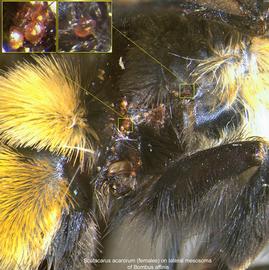  Fig. 7.  Scutacarus acarorum  females on lateral mesosoma of  Bombus affinis ; photo by Barry OConnor, University of Michigan .  