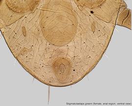  Fig. 7.  Stigmatolaelaps greeni  posteroventral region showing anal and epigynal shields. 