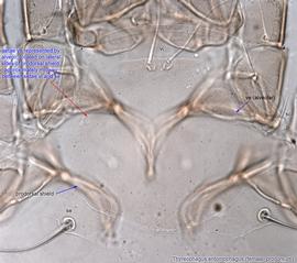  Fig. 7.  Thyreophagus entomophagus  female prodorsum. 