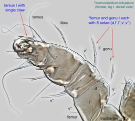  Fig. 7.  Trochometridium tribulatum  female leg I, dorsal view. 