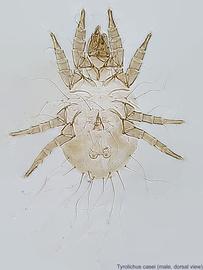  Fig. 7.  Tyrolichus casei  male, dorsal view. 