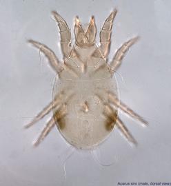  Fig. 8.  Acarus siro  male, dorsal view. 