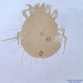  Fig. 8.  Aeroglyphus peregrinans  male, dorsal view. 