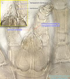  Fig. 8.  Afrocypholaelaps lindquisti  female gnathosoma, ventral view. 