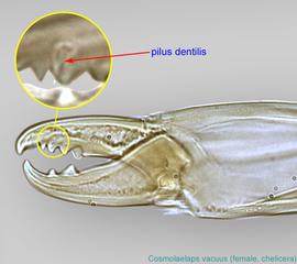  Fig. 8.  Cosmolaelaps vacuus  female chelicera. 