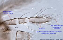  Fig. 8.  Bakerdania  female leg I. 