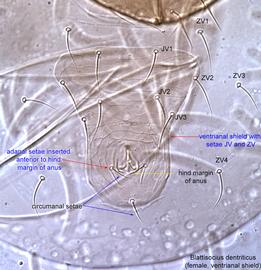  Fig. 8.  Blattisocius dentriticus  female ventrianal shield region. 